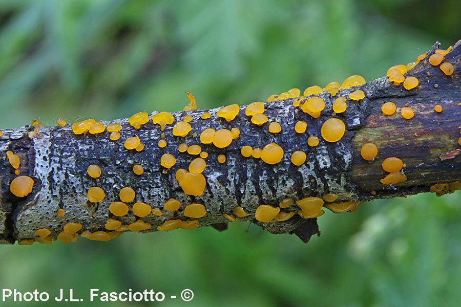 Dacrymyces capitatus