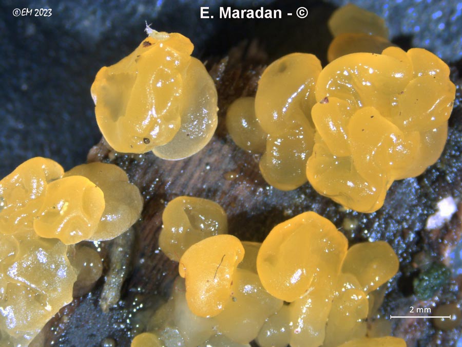 Dacrymyces minor