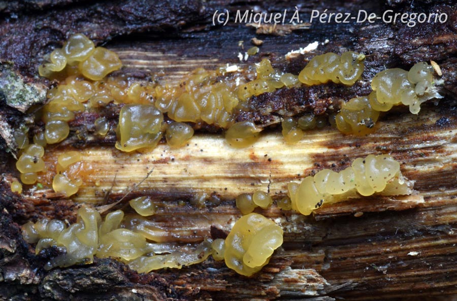 Dacrymyces minor