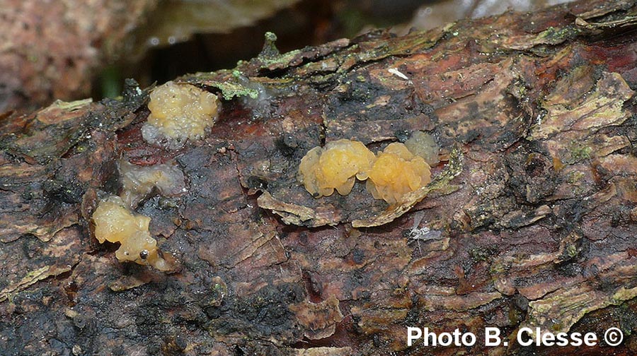 Dacrymyces stillatus