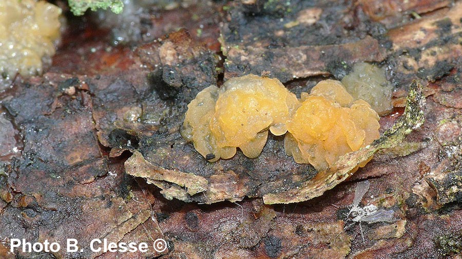 Dacrymyces stillatus