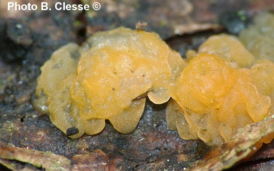 Dacrymyces stillatus