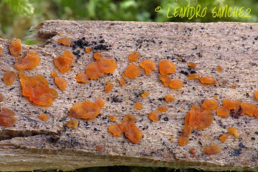 Dacrymyces stillatus