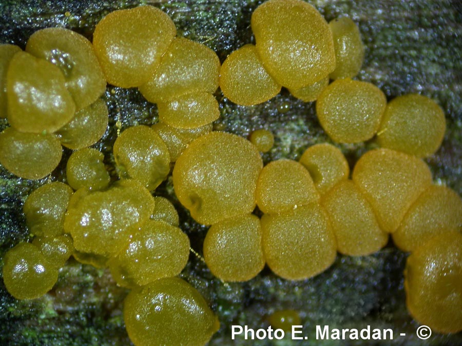 Dacrymyces-variisporus