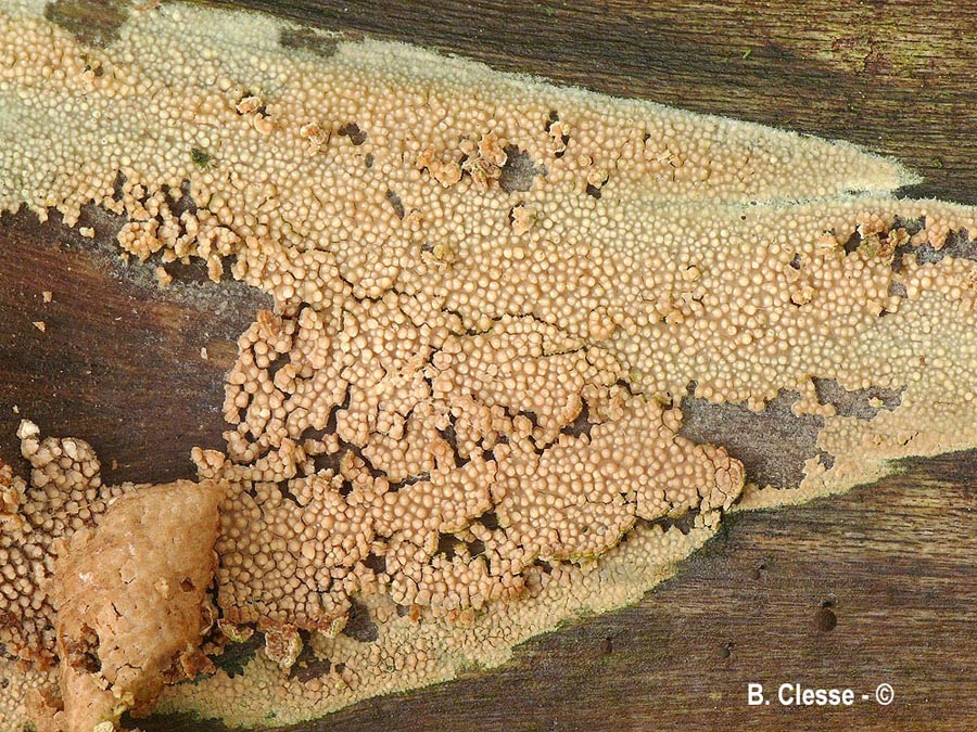 Dacryobolus sudans