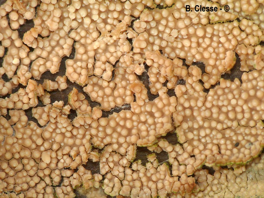 Dacryobolus sudans