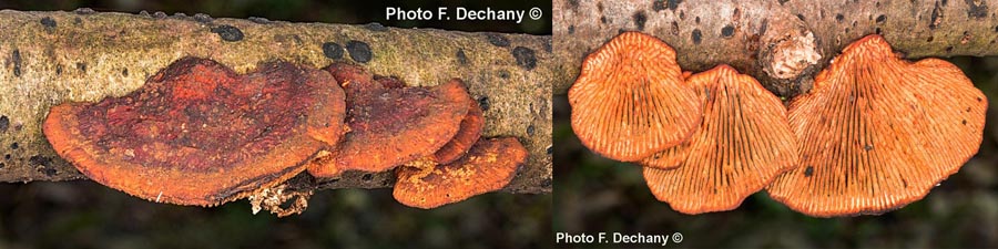 Daedaleopsis tricolor