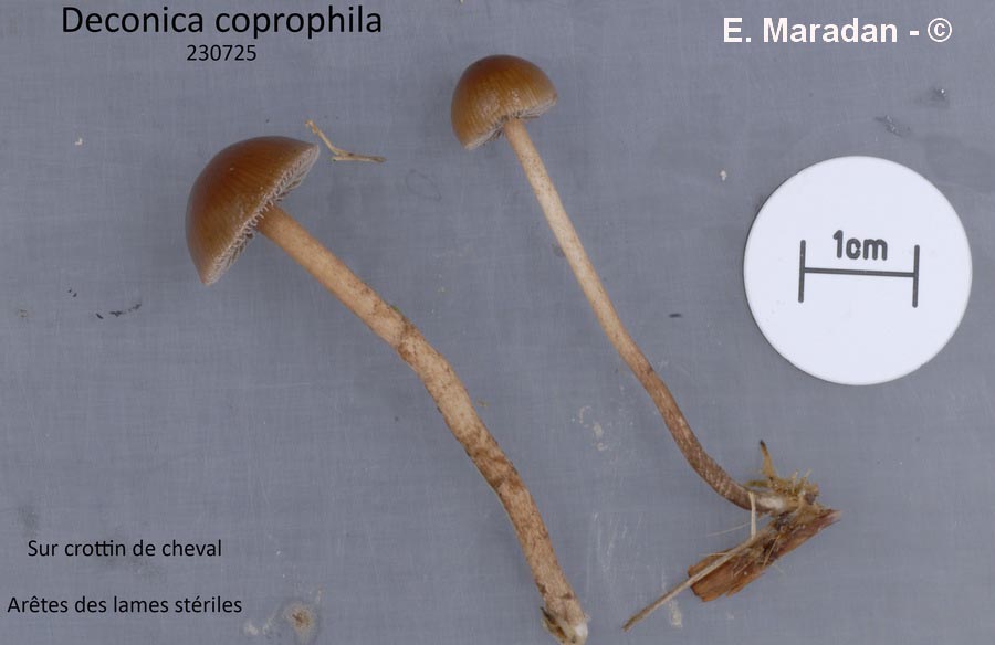 Deconica coprophila (Psilocybe coprophila)