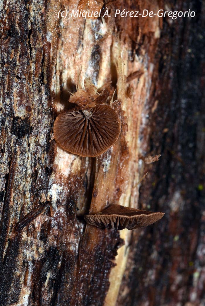 Melanotus horizontalis (Deconica horizontalis)