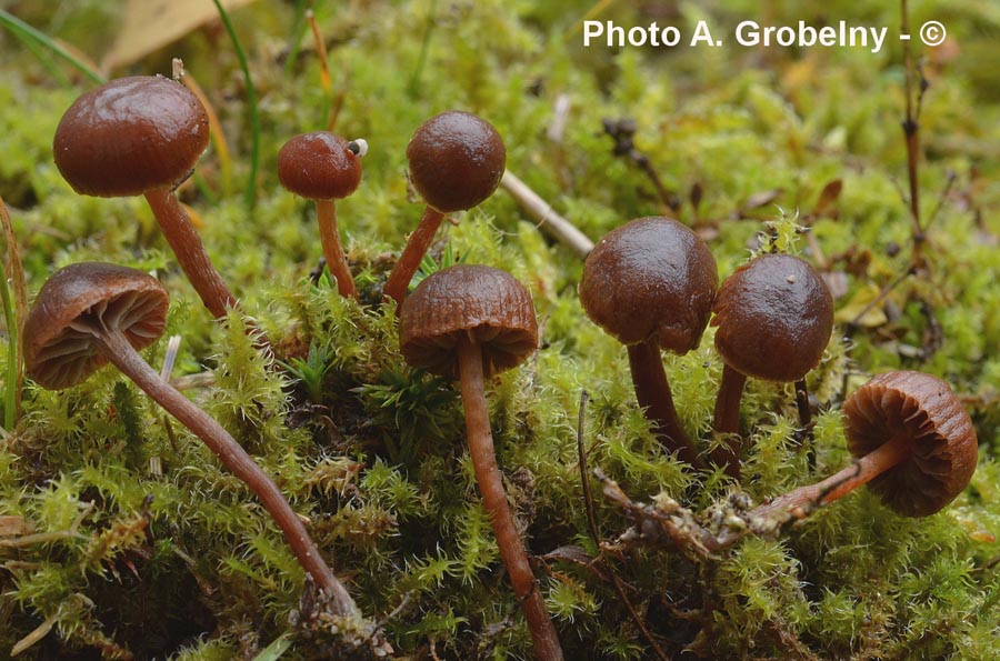 Psilocybe montana (Deconica montana)