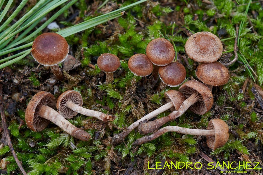 Psilocybe montana (Deconica montana)