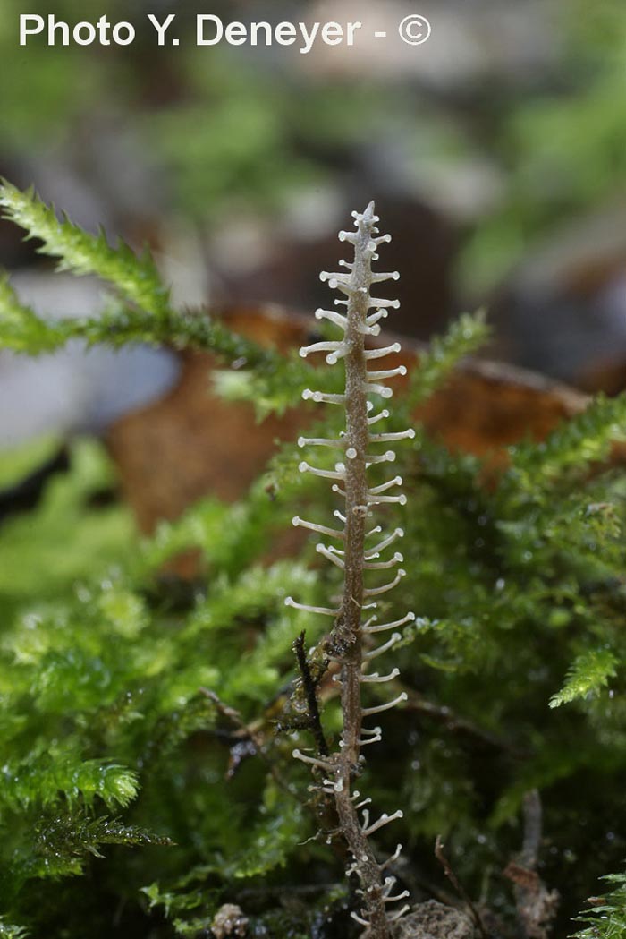 Dendrocollybia racemosa