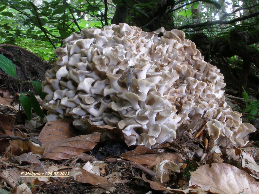 Polyporus umbellatus (Grifola umbellata, Dendropolyporus umbellatus)