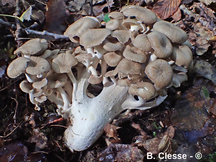 Polyporus umbellatus (Grifola umbellata, Dendropolyporus umbellatus)