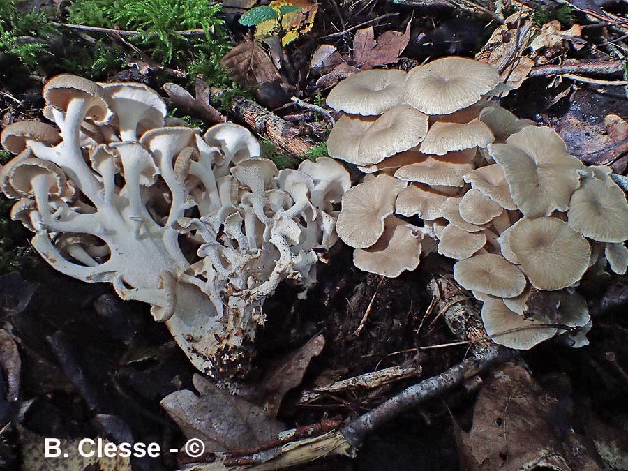 Polyporus umbellatus (Grifola umbellata, Dendropolyporus umbellatus)