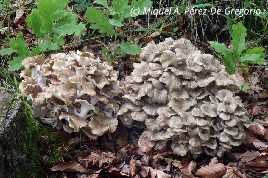 Polyporus umbellatus (Grifola umbellata, Dendropolyporus umbellatus)