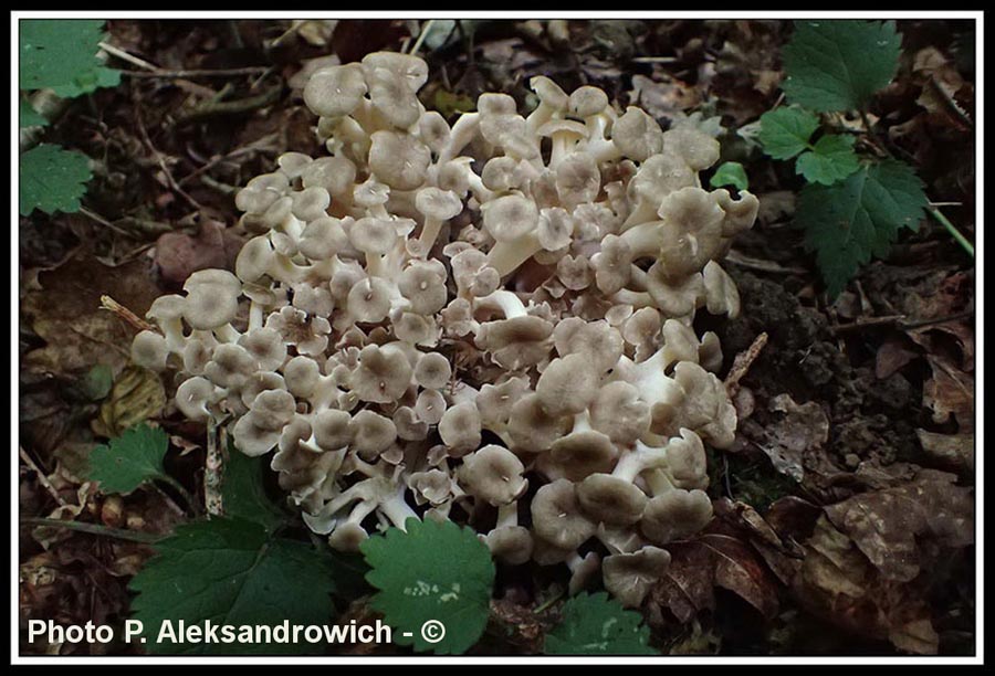 Polyporus umbellatus (Grifola umbellata, Dendropolyporus umbellatus)