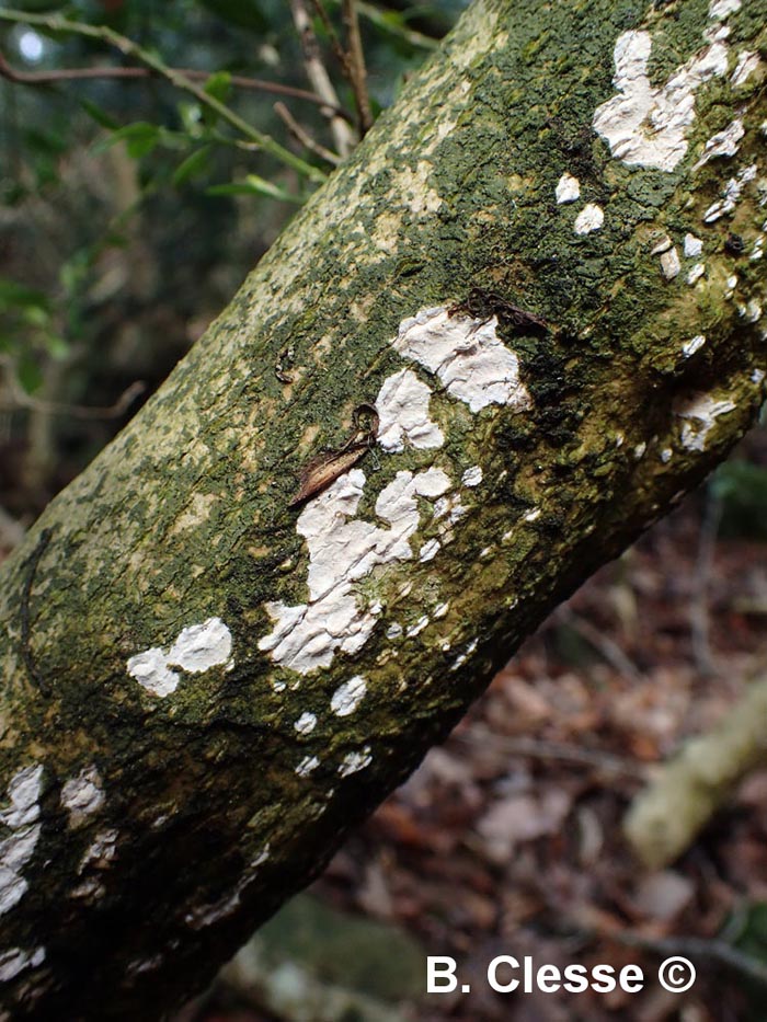 Dendrothele acerina f. buxi