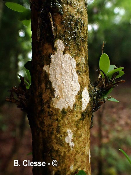Dendrothele acerina