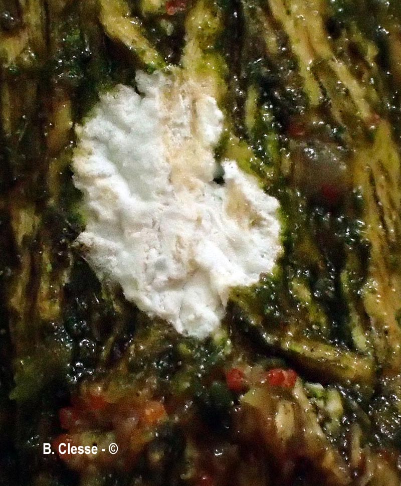 Dendrothele acerina