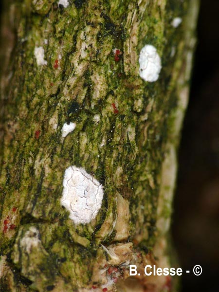 Dendrothele acerina