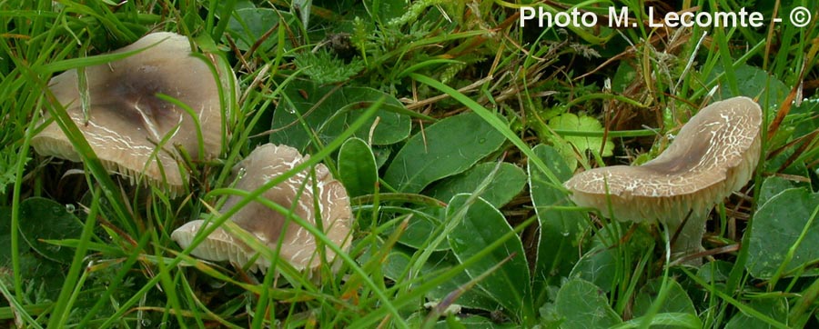 Dermoloma cuneifolium