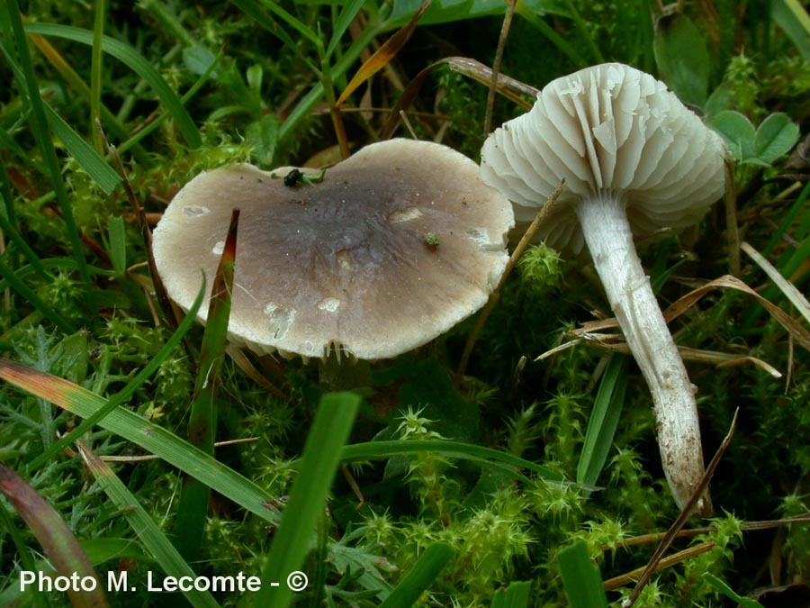 Dermoloma cuneifolium