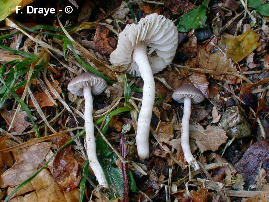 Dermoloma pseudocuneifolium