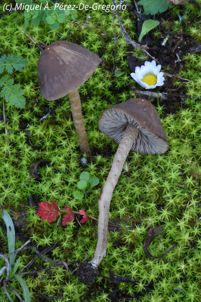 Dermoloma pseudocuneifolium