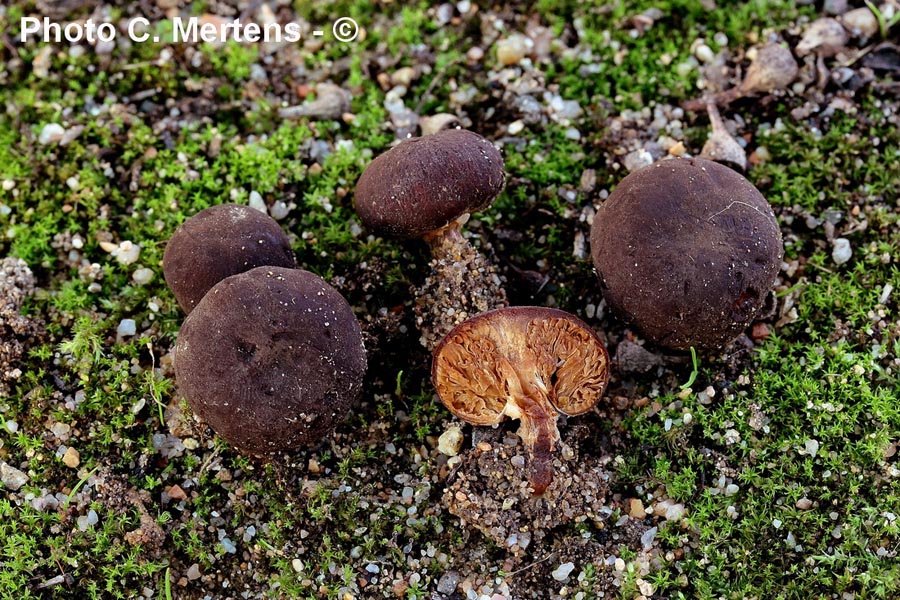 Descolea tenuipes (Secotium tenuipes, Setchelliogaster tenuipes)