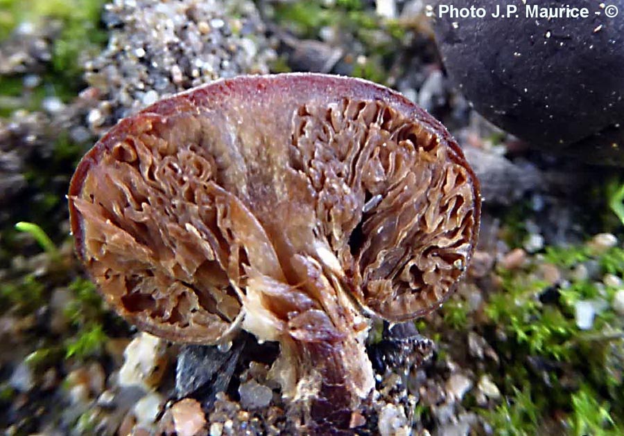 Descolea tenuipes