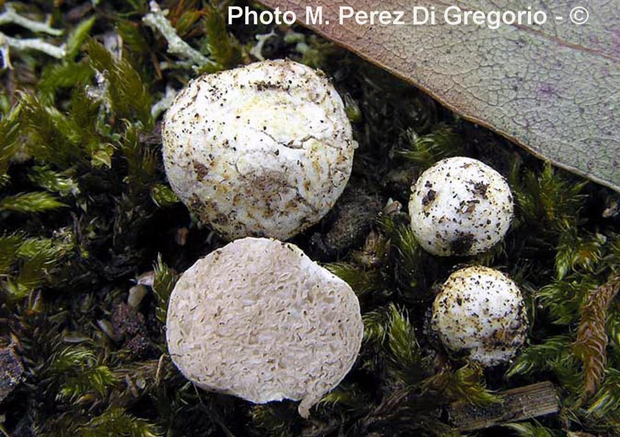 Descomyces albus (Descolea alba)