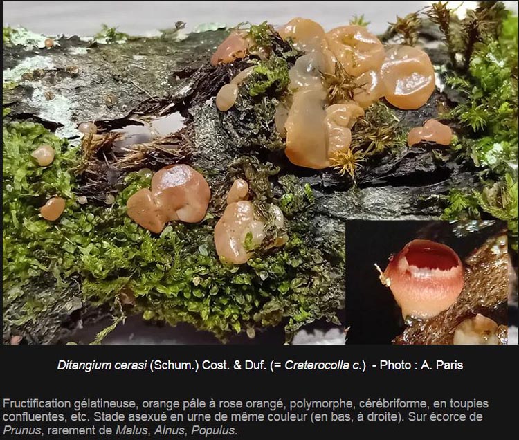 Ditangium cerasi