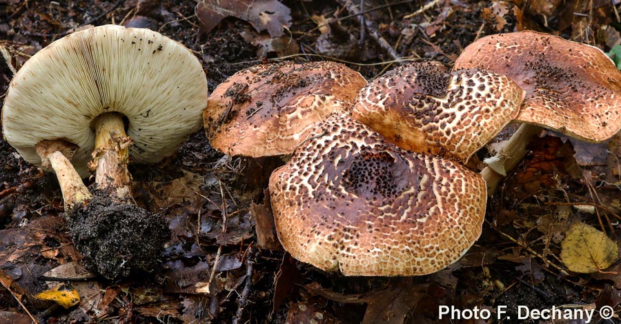 Echinoderma asperum