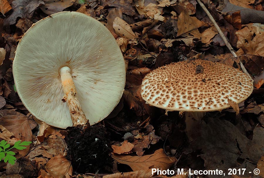 Echinoderma asperum