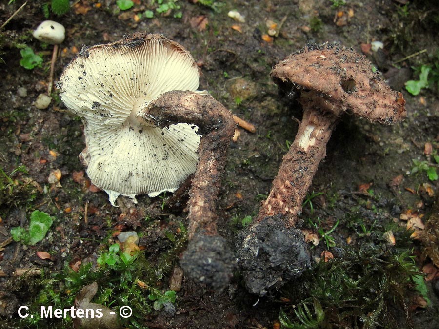 Echinoderma calcicola