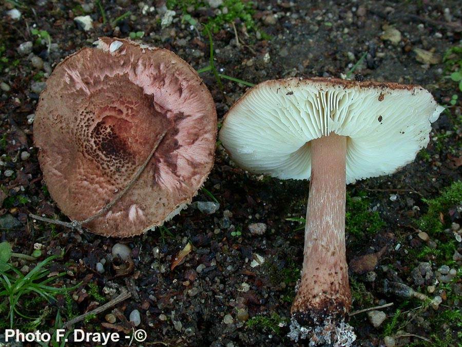 Echinoderma echinaceum var. cedriolens (Echinoderma echinaceum)