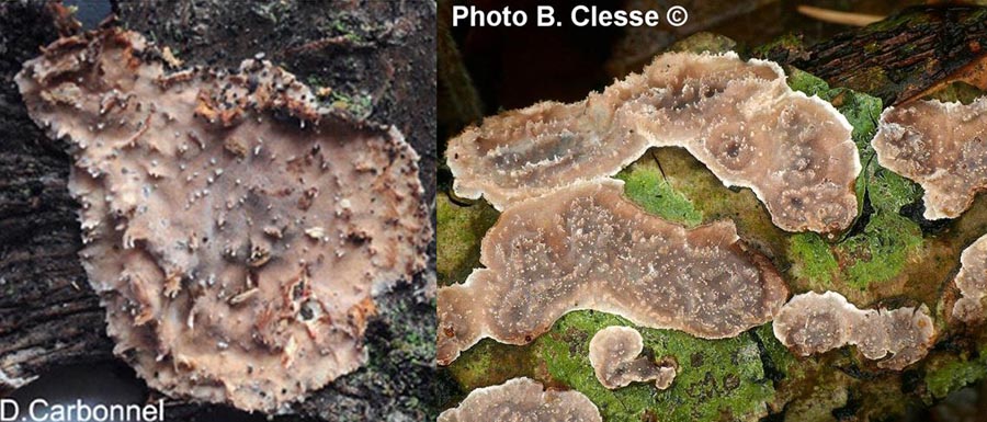 Eichleriella deglubens (Heteroradulum deglubens)