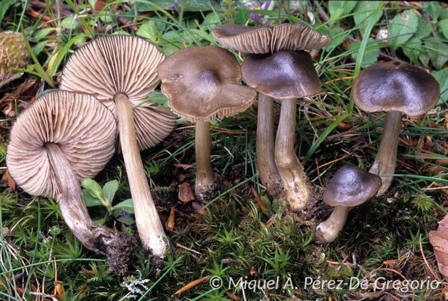 Entoloma acidophilum