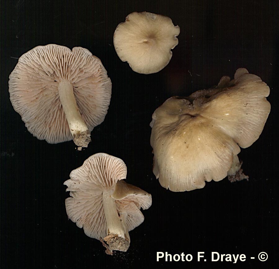 Entoloma ameides