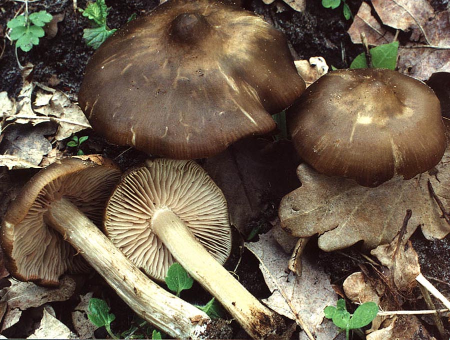 Entoloma aprile