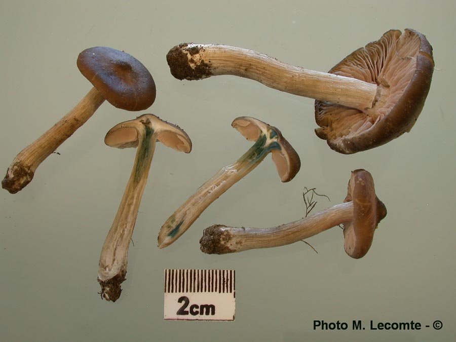 Entoloma aprile