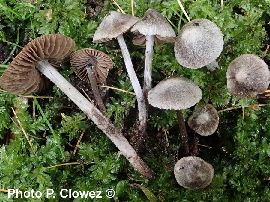 Entoloma araneosum