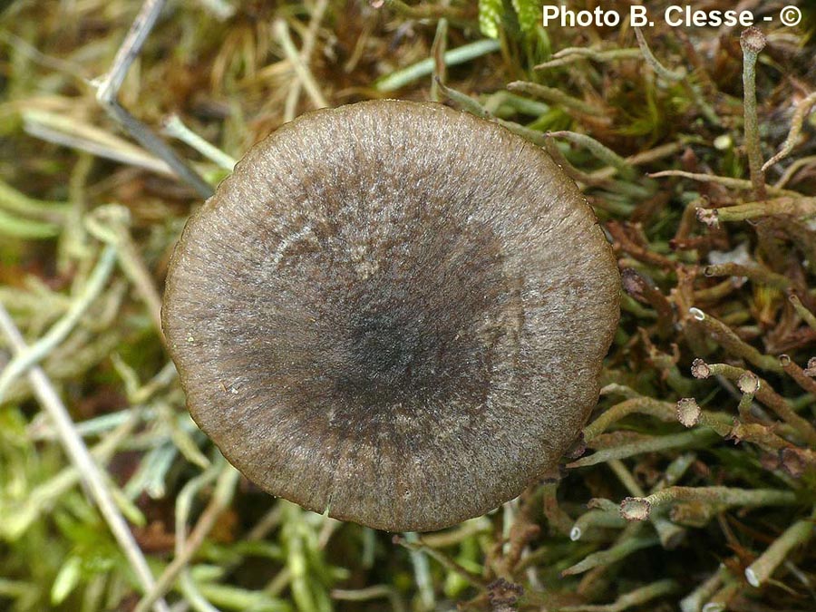 Entoloma argenteostriatum