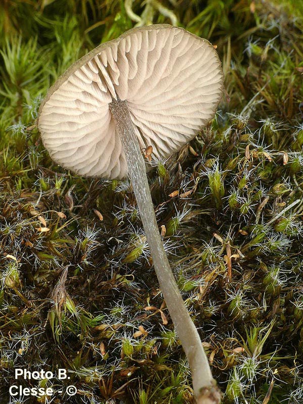 Entoloma argenteostriatum