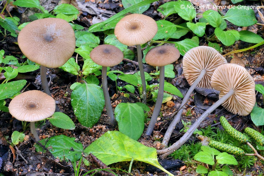 Entoloma asprellum