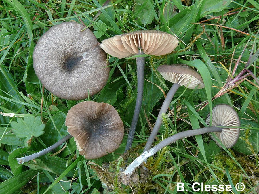 Entoloma atrocoeruleum