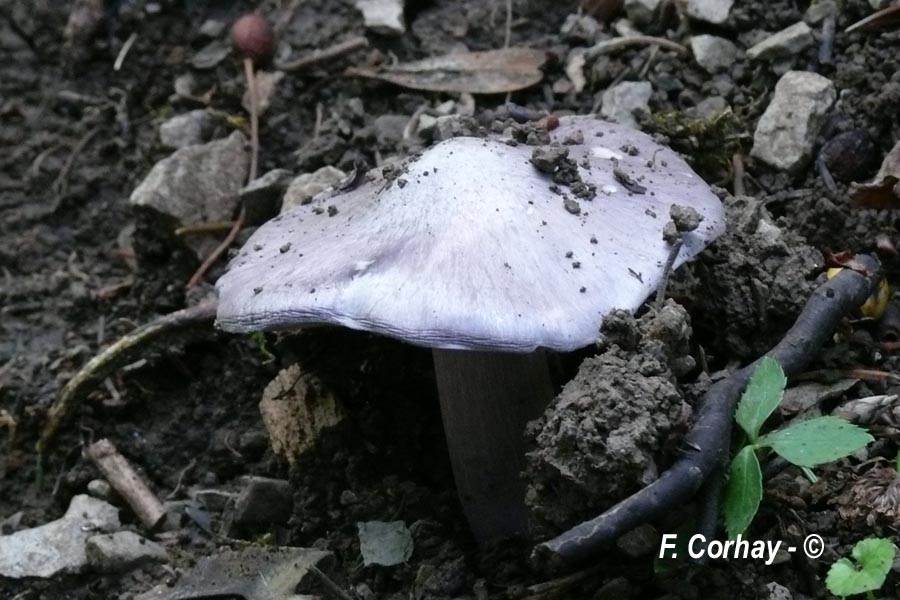 Entoloma bloxamii