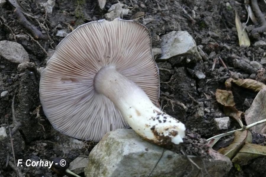 Entoloma bloxamii