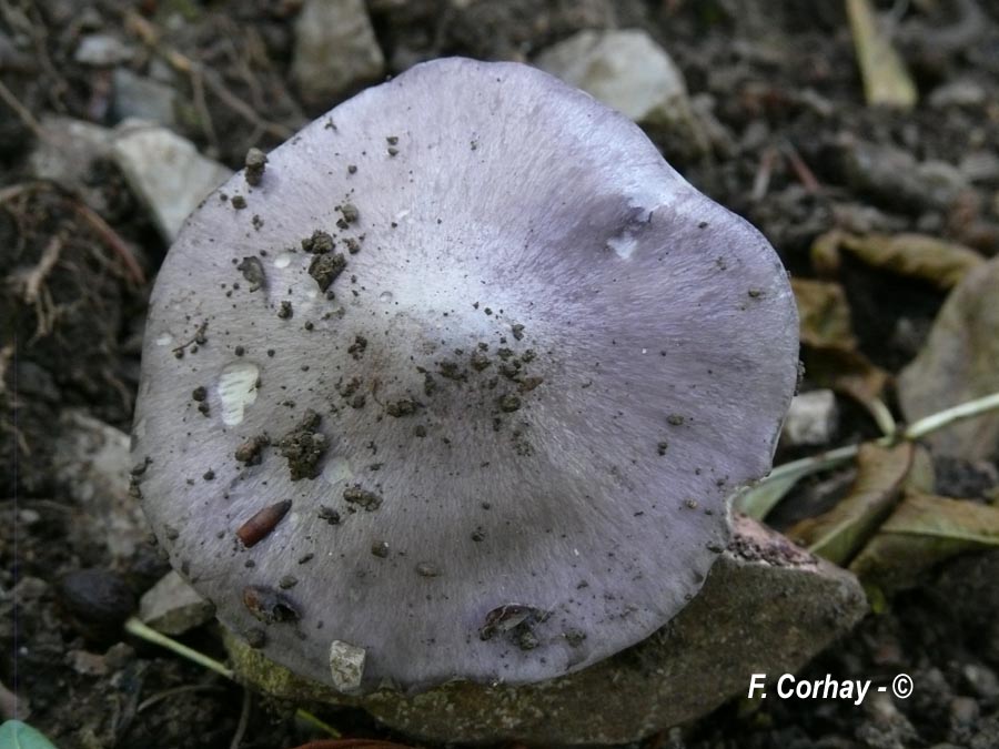 Entoloma bloxamii